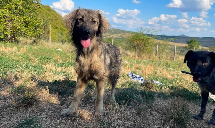 TUTTI