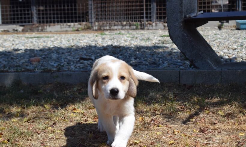 MILOW