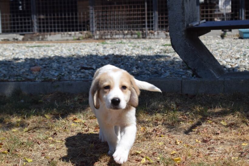 MILOW