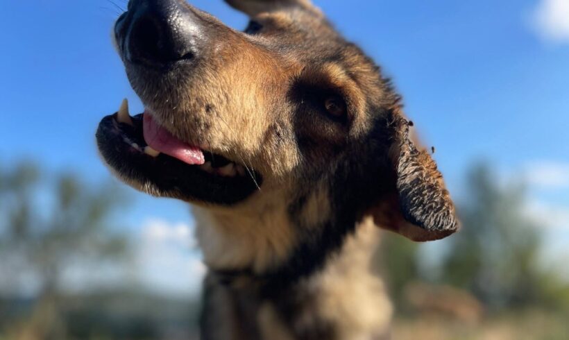 HACHICO