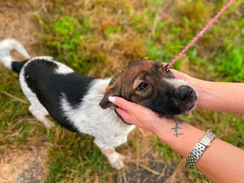 ROCKO