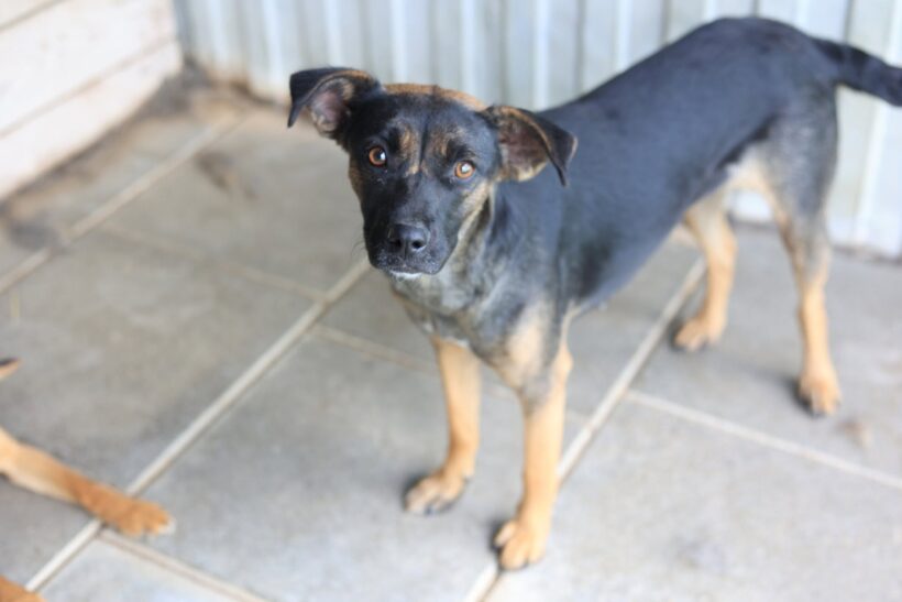 KOA