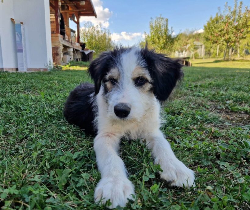 KALY