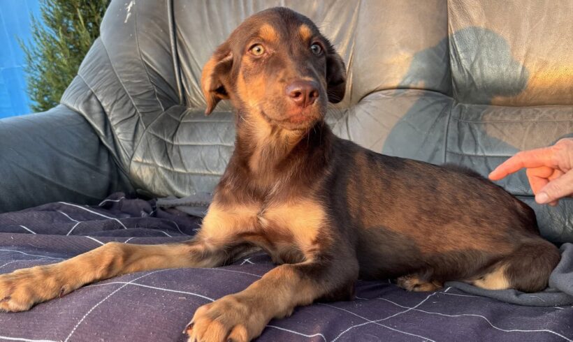 LOTTI