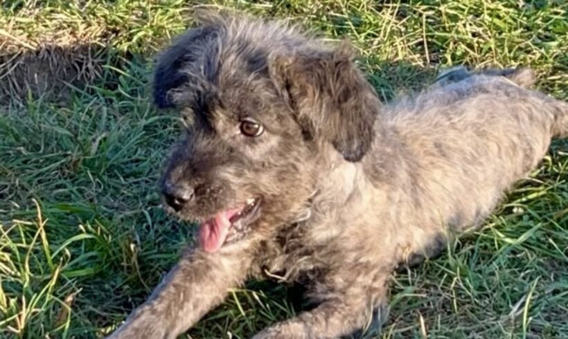 MAISY
