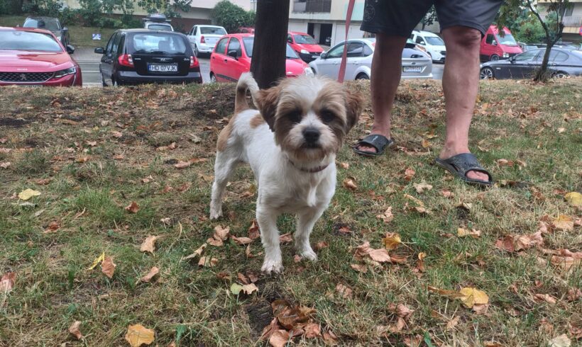 VIVALDI