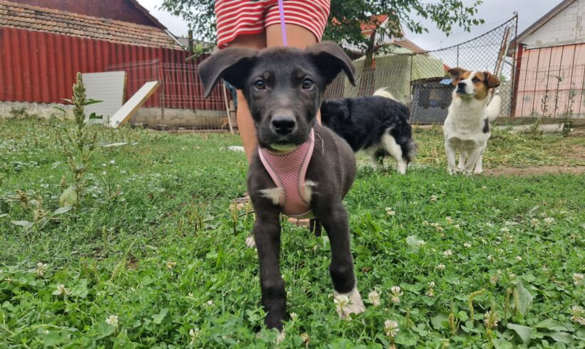 APOLLO
