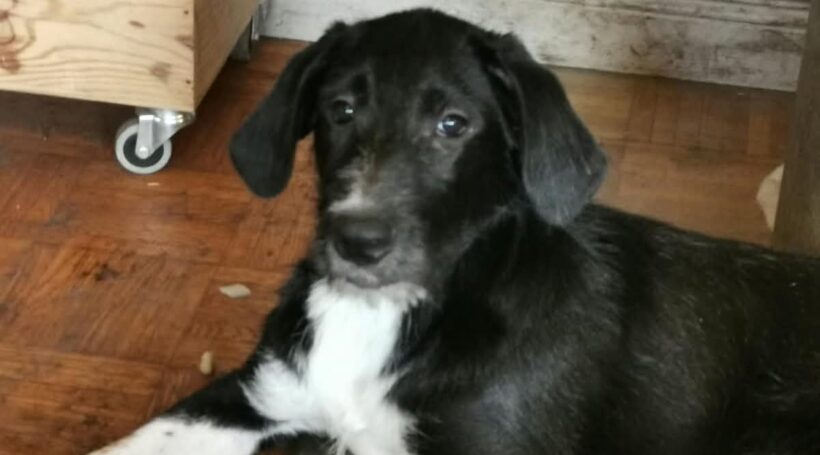 RÜDIGER RÜDIGER