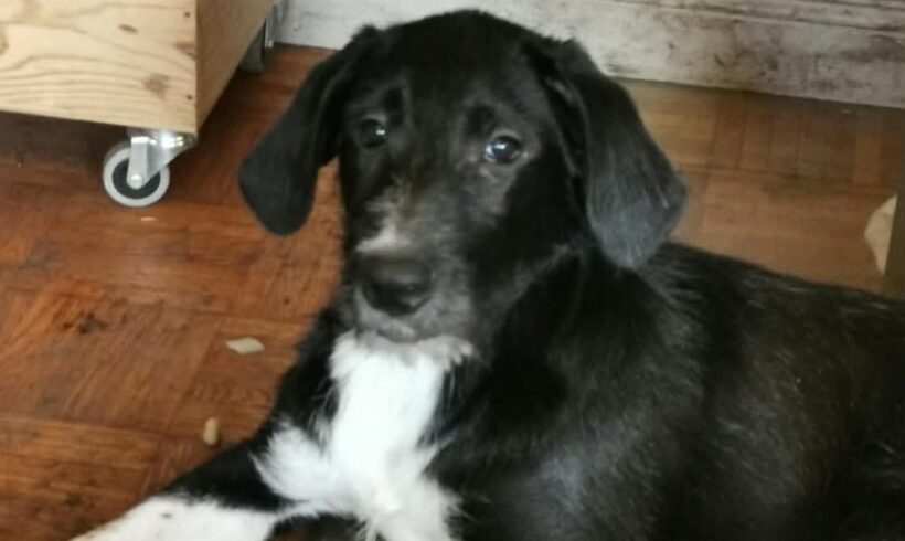 RÜDIGER