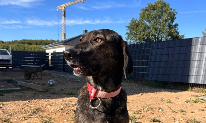 NEELA