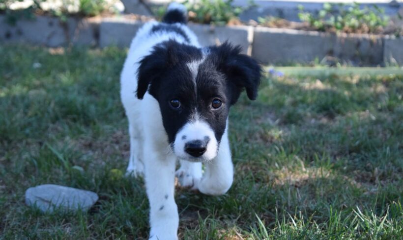 OREO