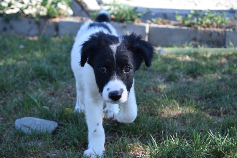 OREO