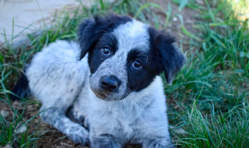 PIPPA