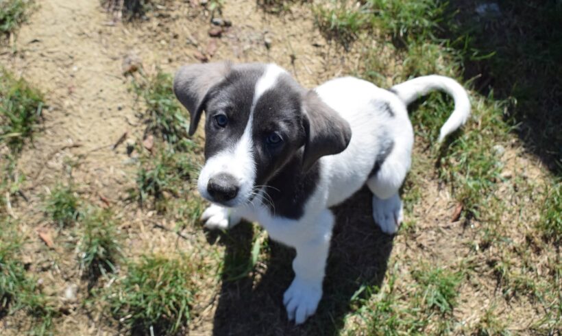 TIKO