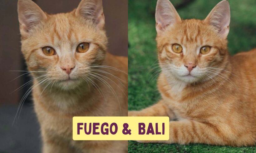 BALI&FUEGO