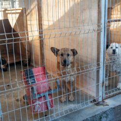 Kastrationskampagnen – der wichtigste Baustein im Tierschutz