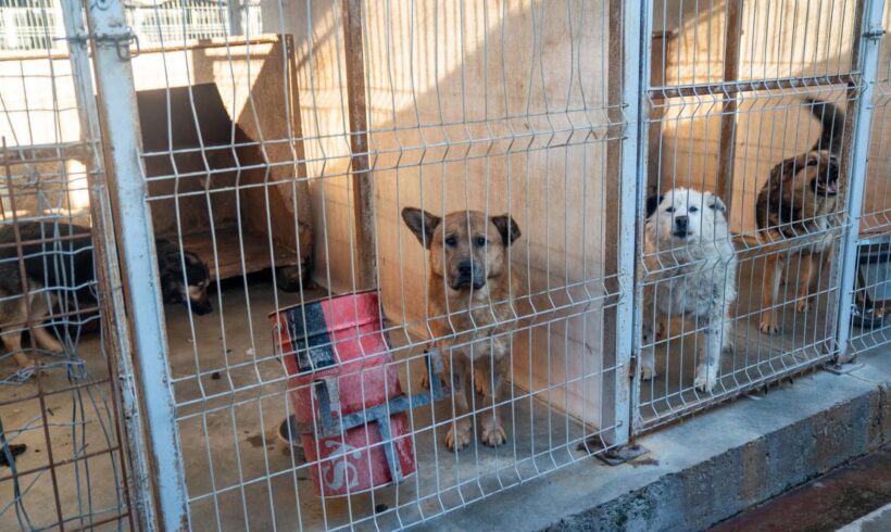 Kastrationskampagnen – der wichtigste Baustein im Tierschutz