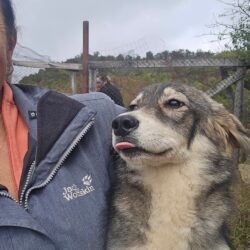 Sechs Hunde verloren ihr Leben…