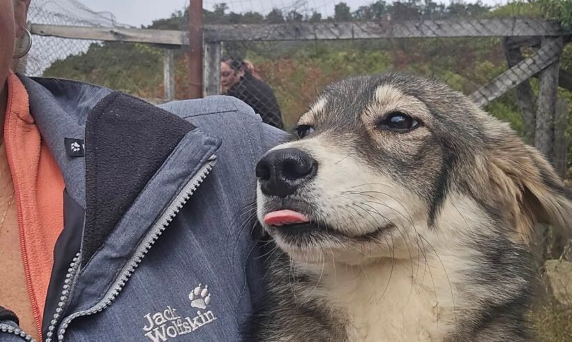 Sechs Hunde verloren ihr Leben…