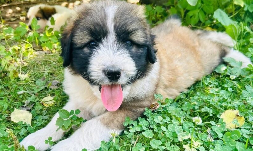 DORIS