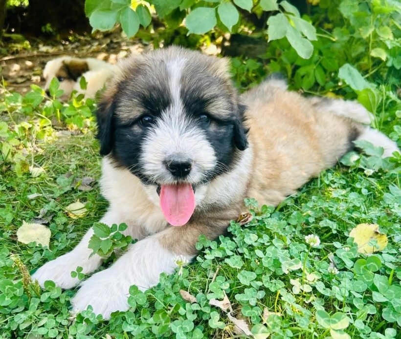 DORIS