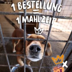 Rudelkönig kooperiert mit Ein Herz für Streuner
