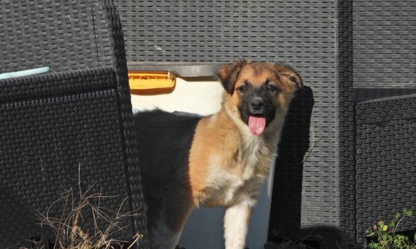 SANCHO