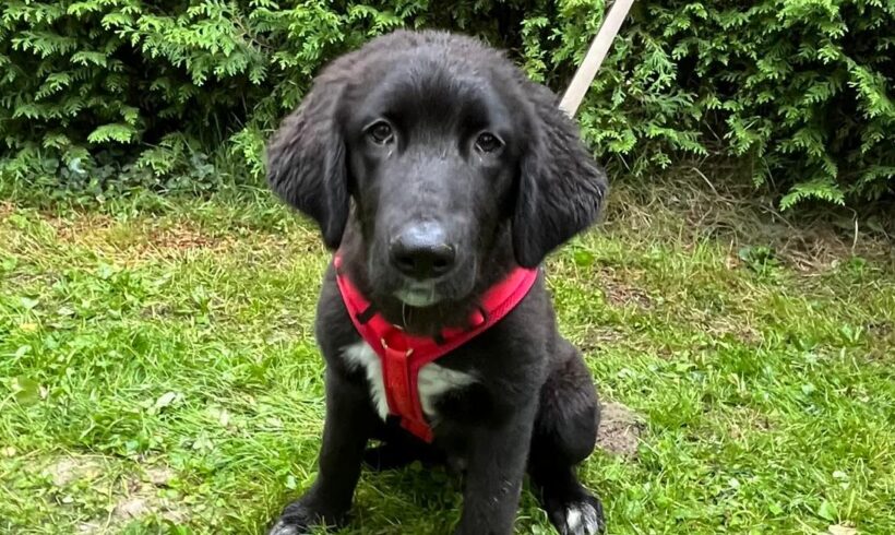 KIKO