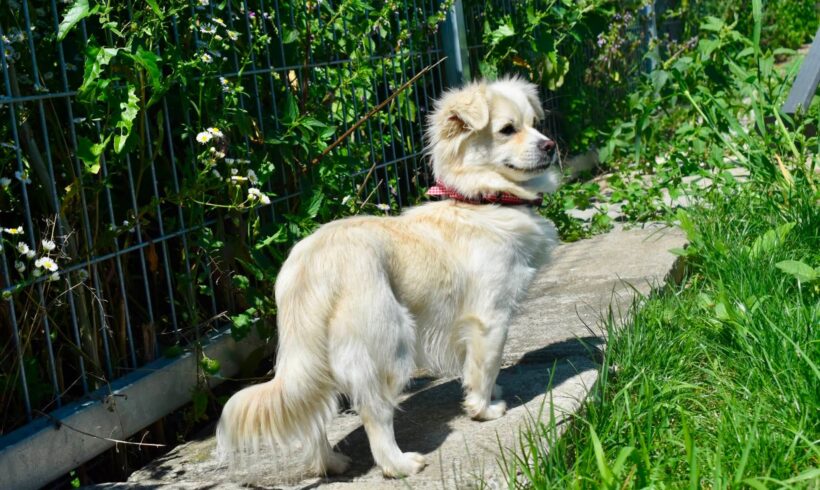 FRAGGLE