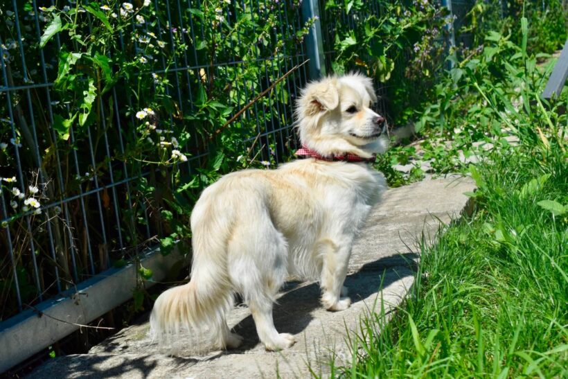 FRAGGLE