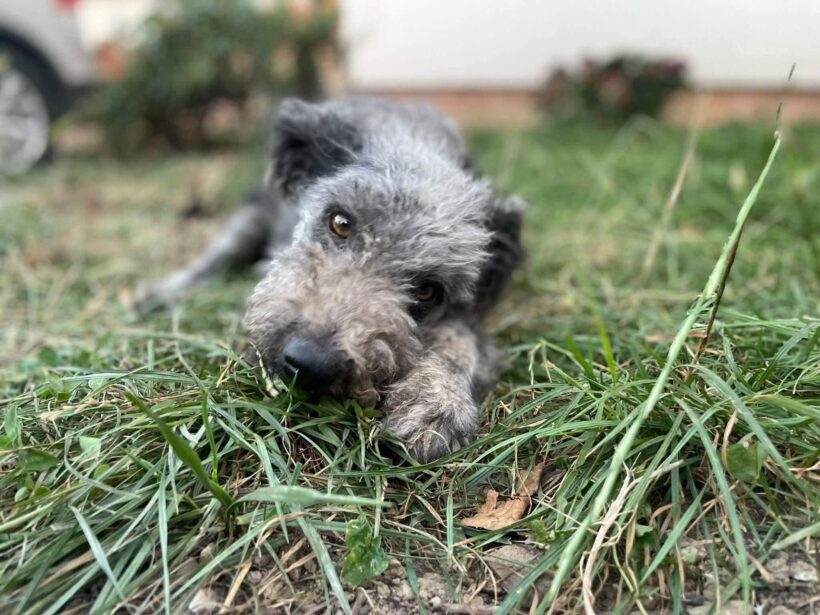 BALOU BALOU
