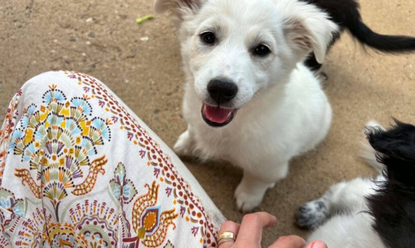 ZENZI