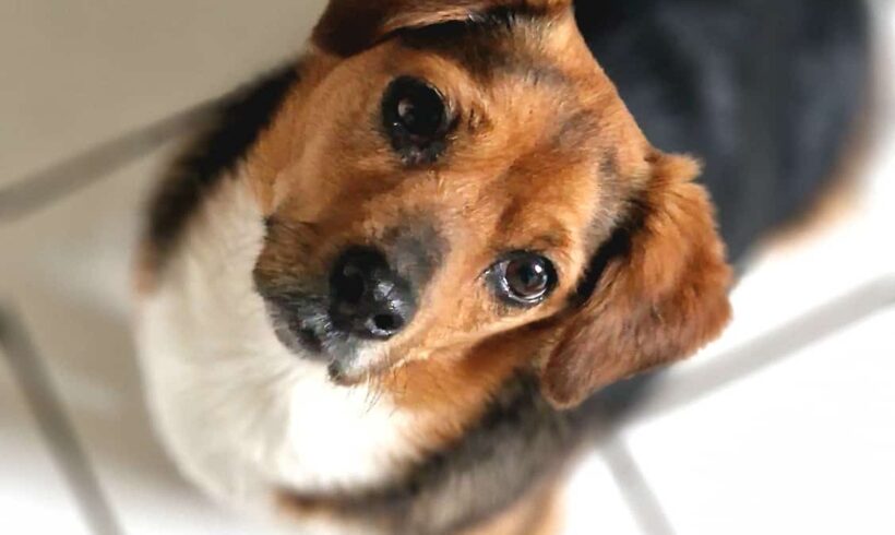 PERLA