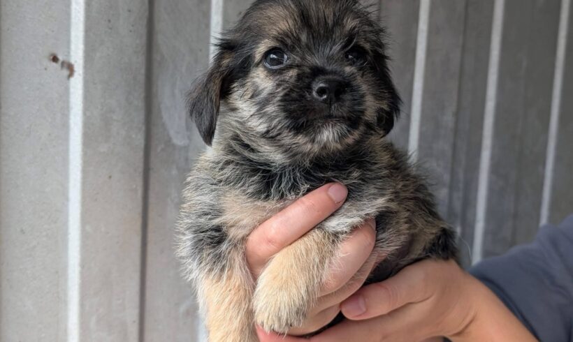 HILKO