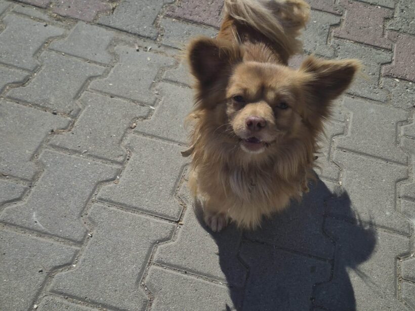 TOULOUSE TOULOUSE