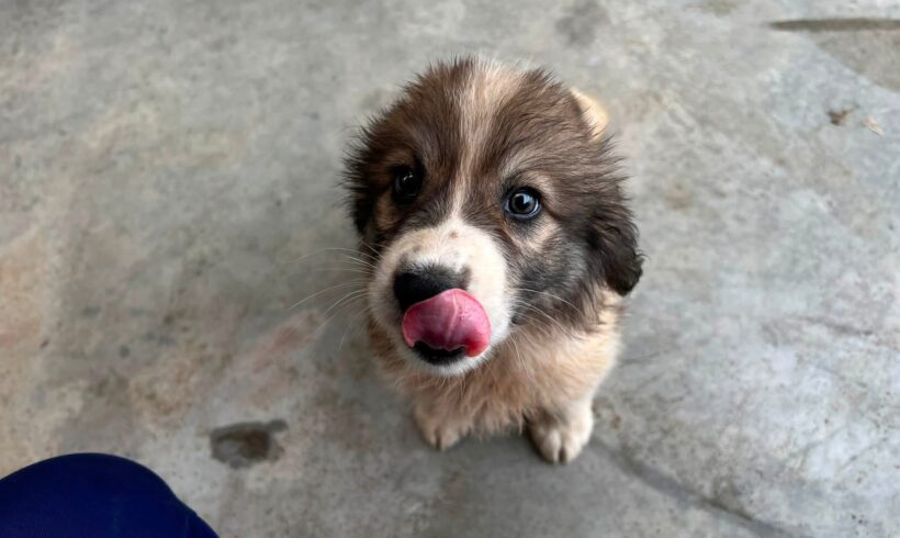 LUCY