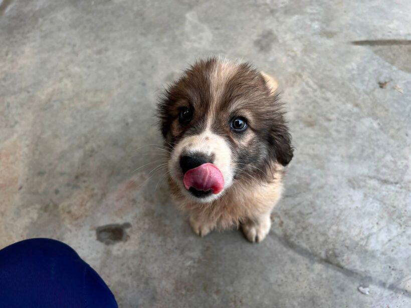LUCY