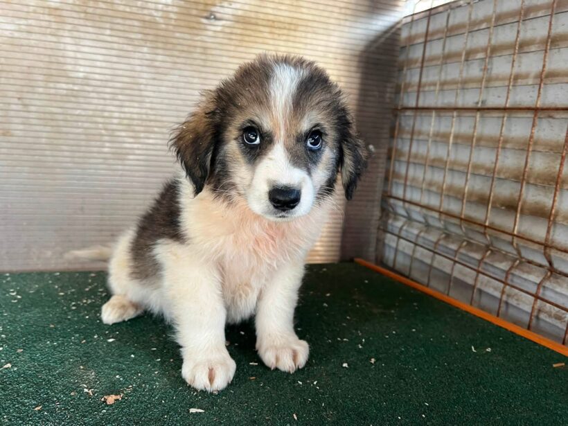 ZUKO