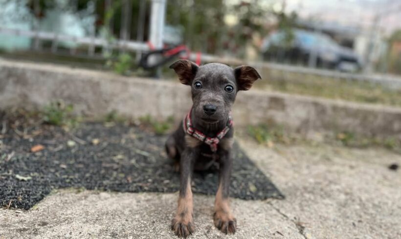 BELLA