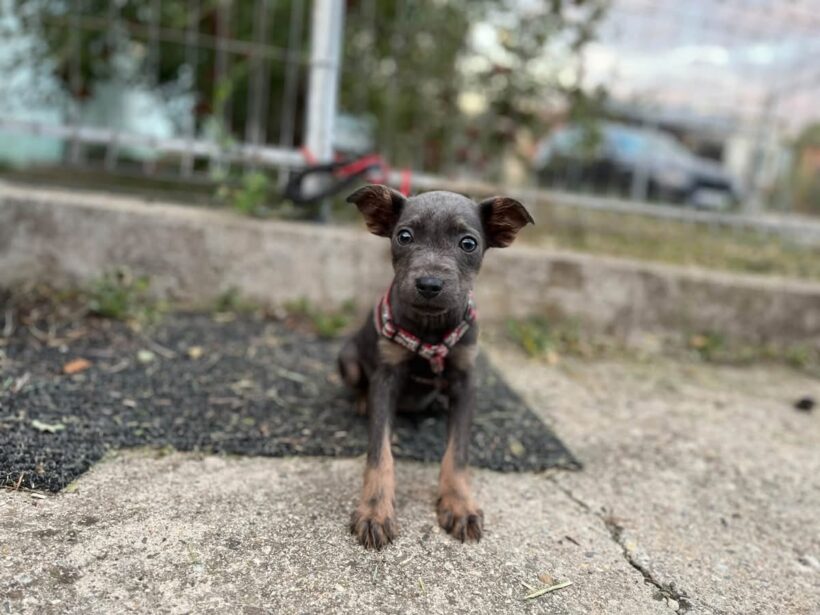 BELLA