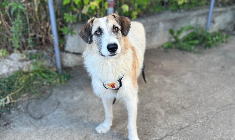 LOLA