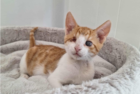 LINUS